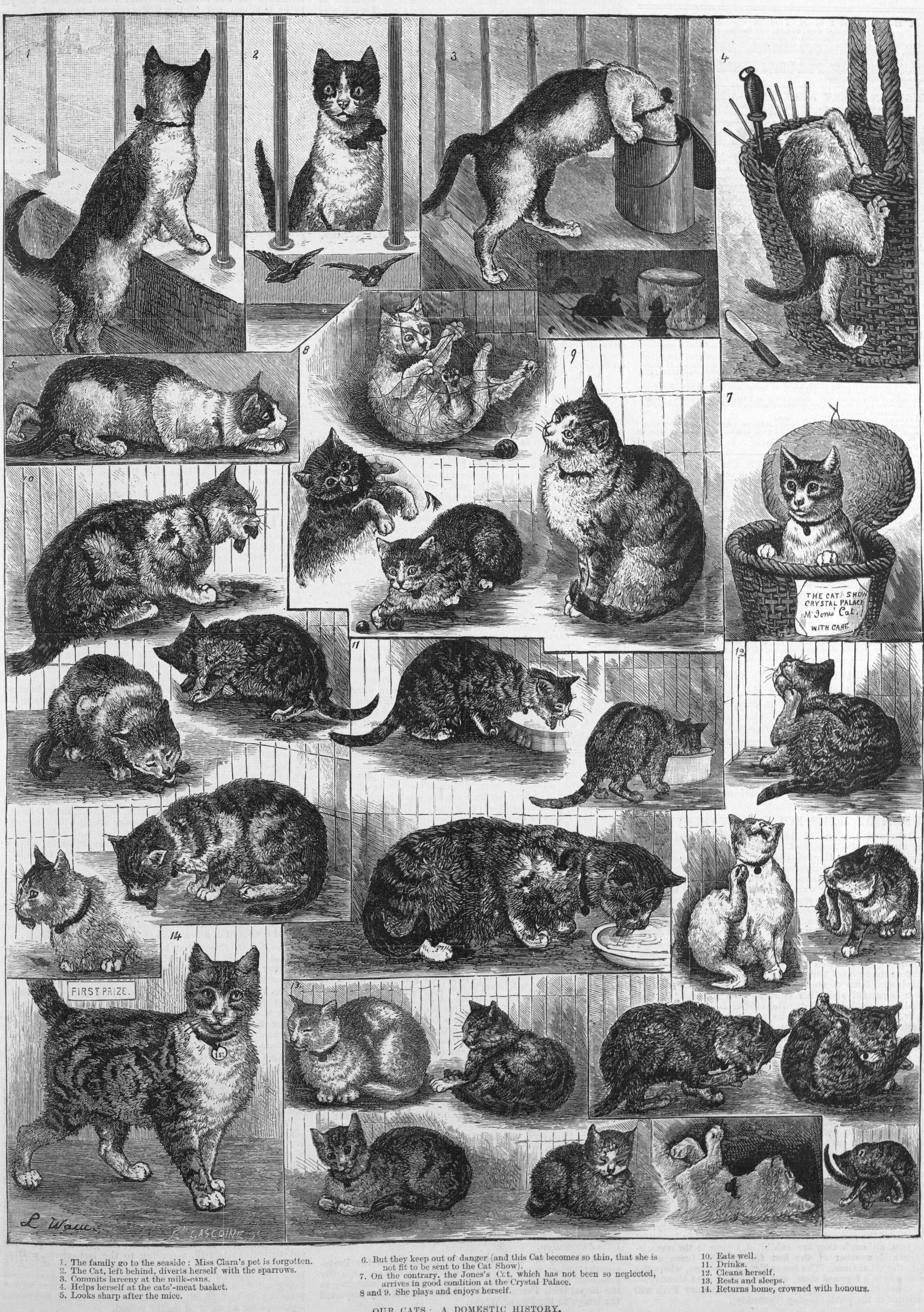 our cats